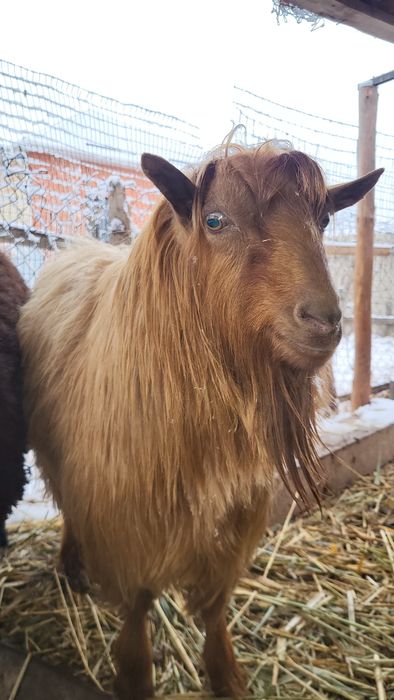 Кошкар мен теке сатылады