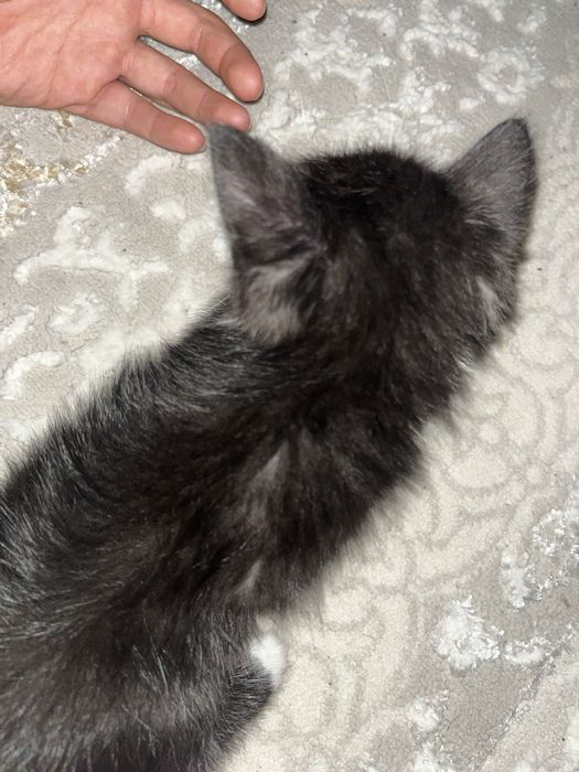 котята приученные к лотку