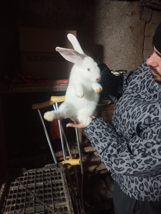 Quyon la flandri bollari 2oylidan oʻtti 1yarim kgdan oshu