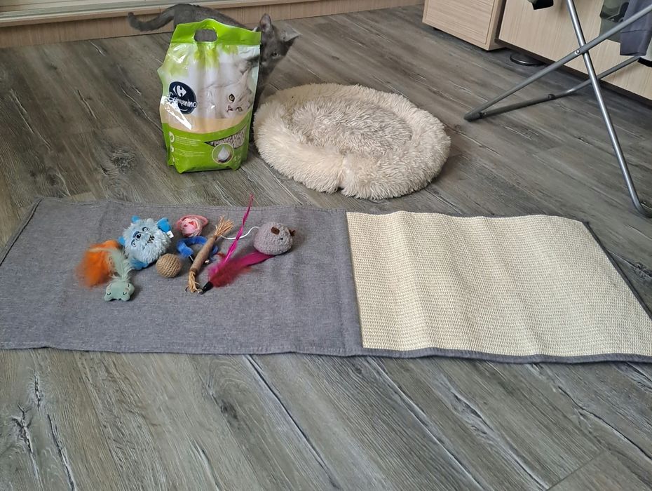 Vand accesorii pentru pisici