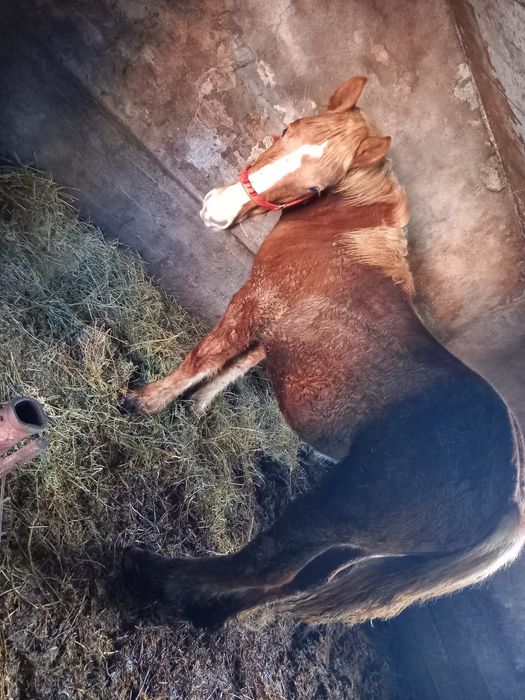 Vând armăsar de 9 luni