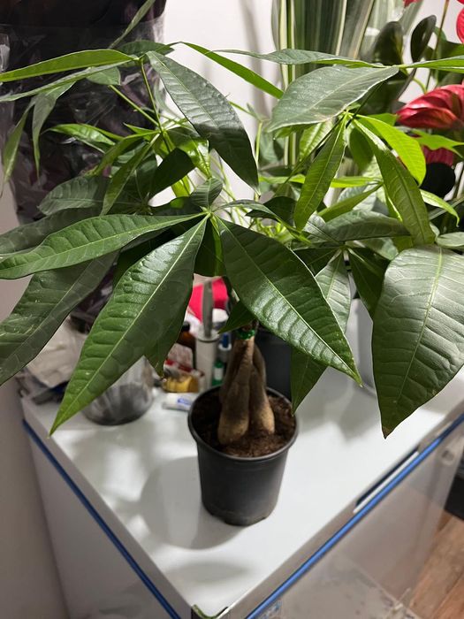 Комнатные растения