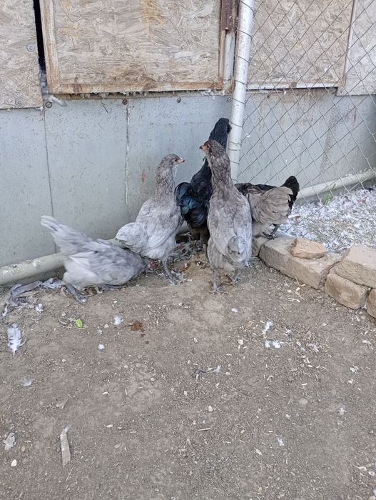 Ameraucana tineret