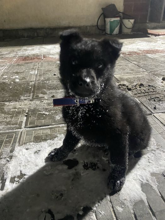 Восточный европейски овчарка