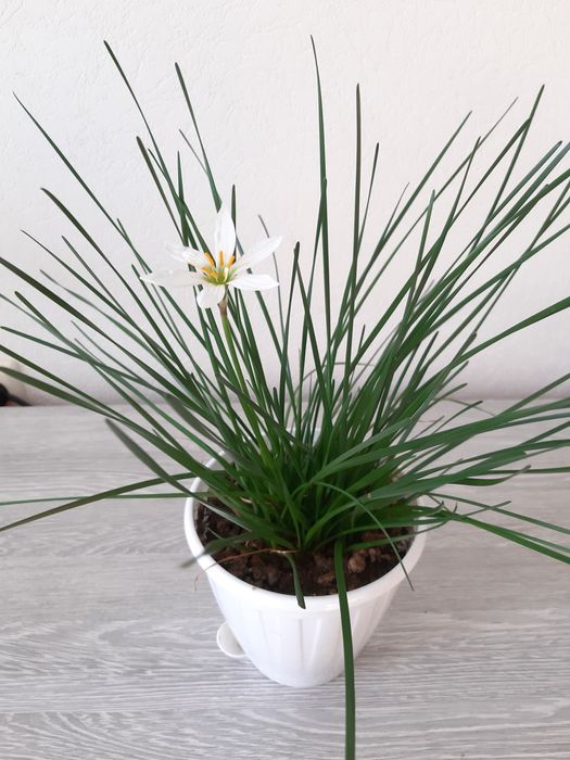 Комнатные цветы по 3000 тг