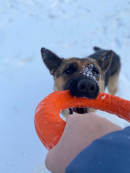 Продается Немецкая овчарка Актобе