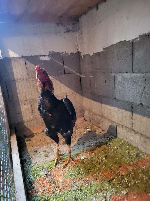 Сатамын дакан кораз 50 000