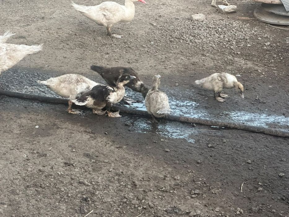 Продам индоутят подрощенных