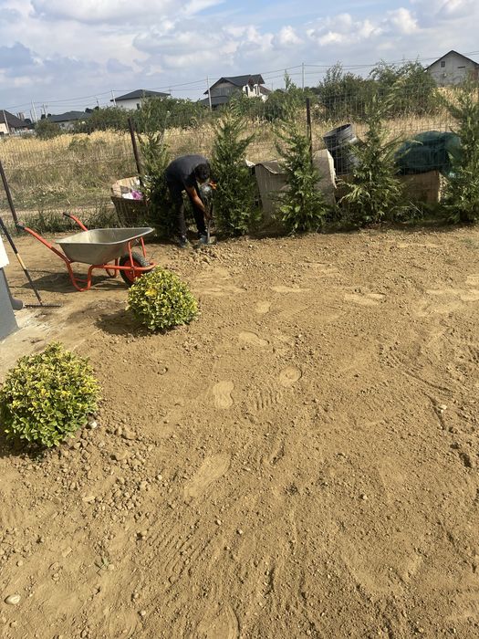 Gazon rulou și plante ornamentale