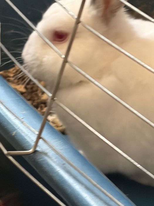 Дебел глиган на име дани