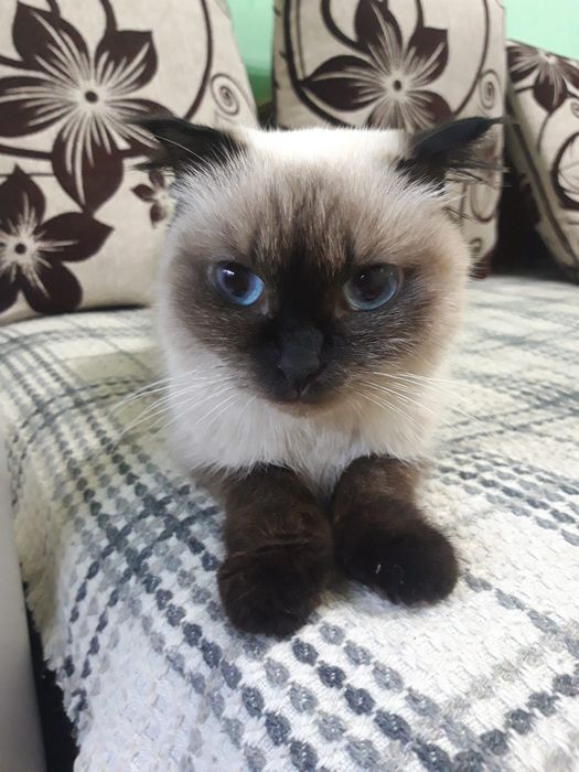 Отдам кошечку вислоухую