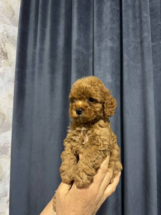 Продаётся  мини пуделья мальчики