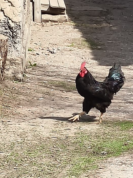 Продам домашних петухов