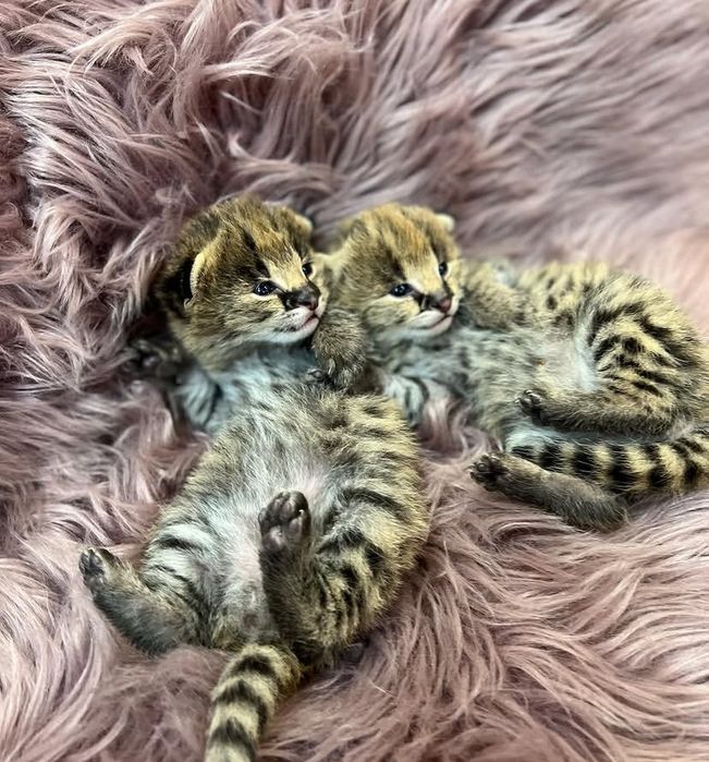 Котята породы Саванна
