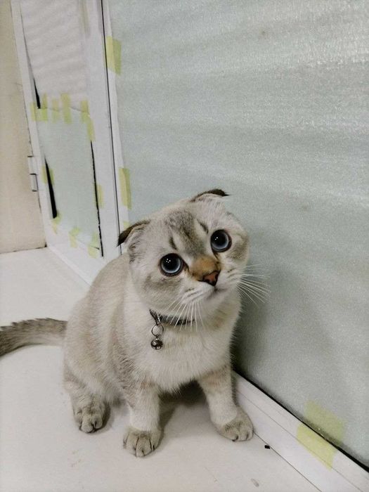 ВЯЗКА. Кот породы Сибирская вислоухая