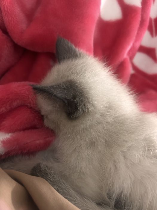 Продам кота мальчик  срочно