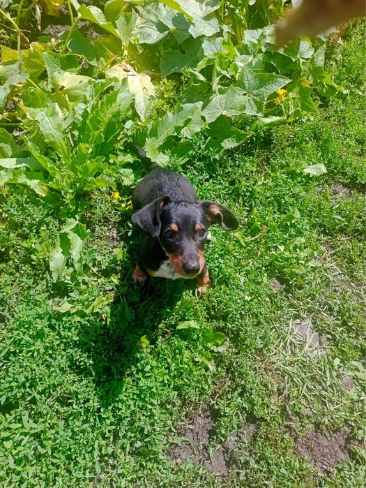 Продам щенков черной таксы