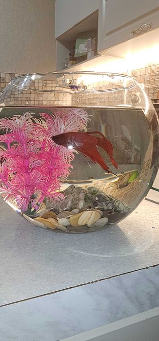 Аквариумная рыбка с аквариумом и декором.