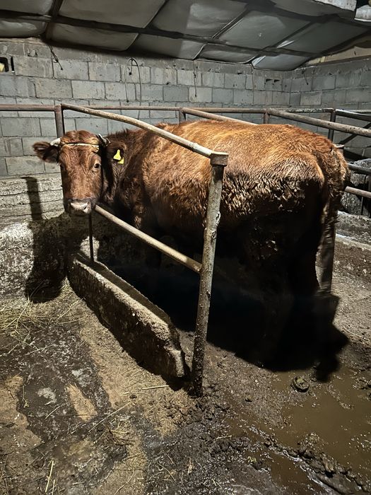 Буаз сиыр сатылады күйі жақсы