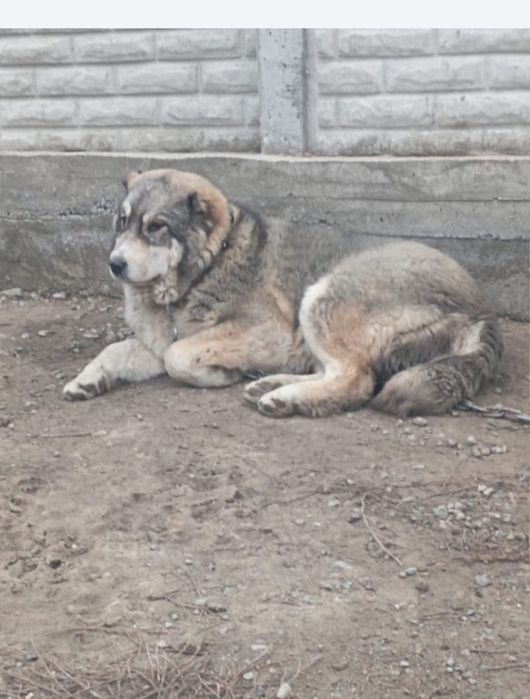 Продам суку тобета супертяж