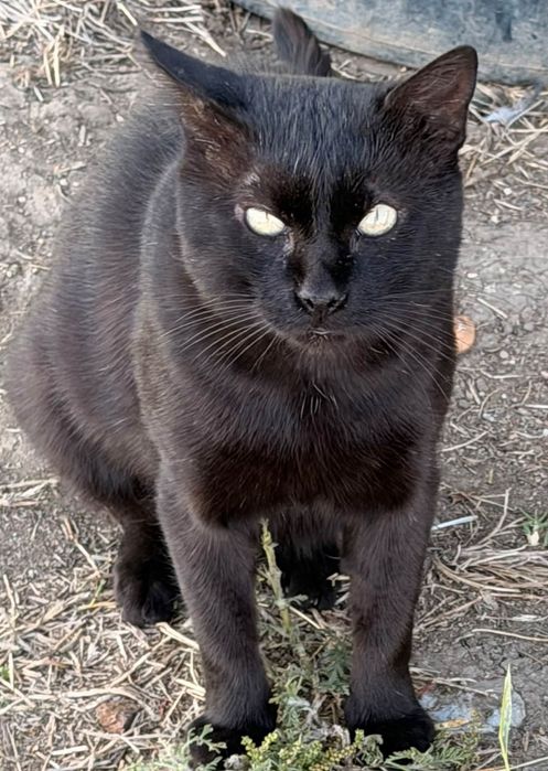 Adoptie motan pisic