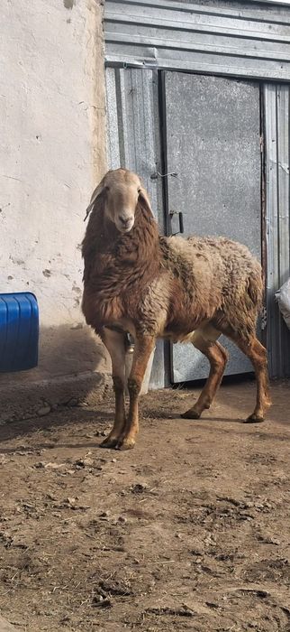 Гиссар кошкар сатылады