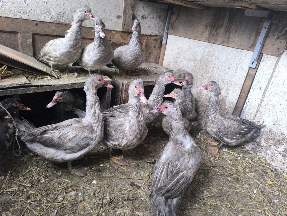 Индоутки лаванда