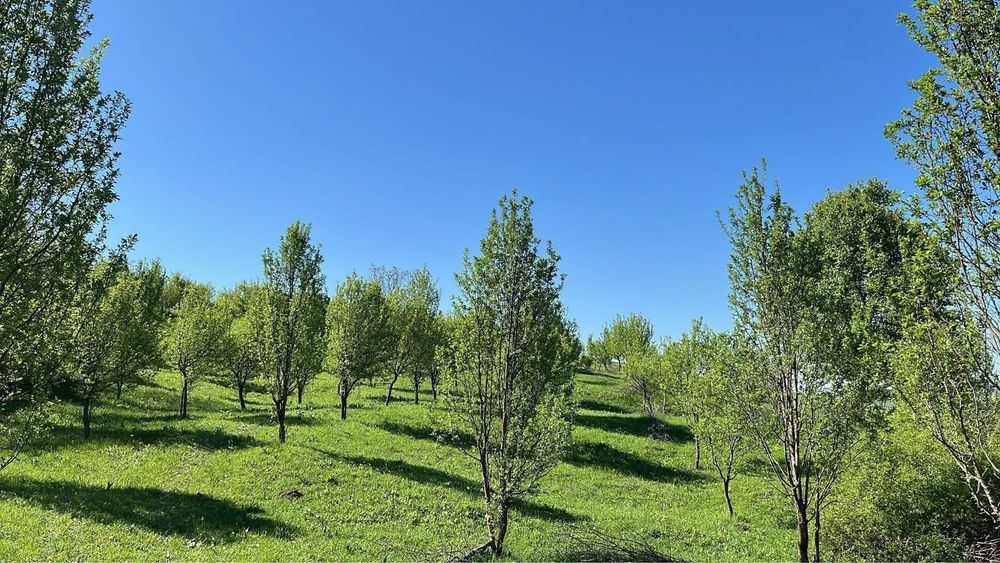 Teren extravilan/livadă tanara