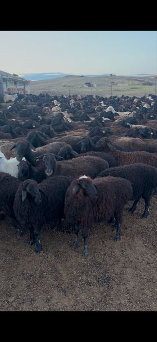 450 бас қозы сатылады ерек ұрғашы аралас