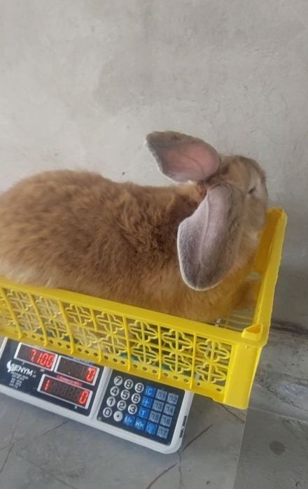 Продам кролика самец