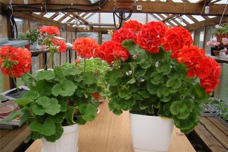 Жудда чиройли Геран гуллар сифатлиси. Геран Цветок шикарная Прадается