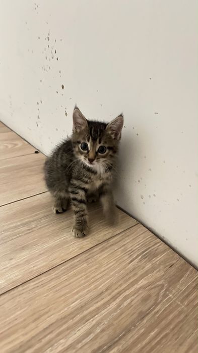 Котенок.