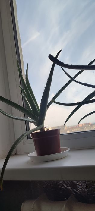 Цветок Алое Вера