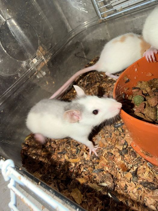 sobolani de companie