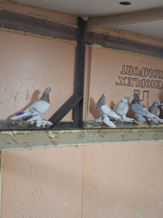 Голуби игра гребля тяга