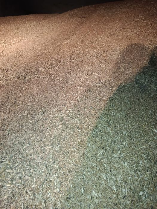 Продам пщеницу 4 класс 90 тг