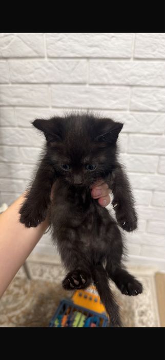 Отдам котенка (девочку)