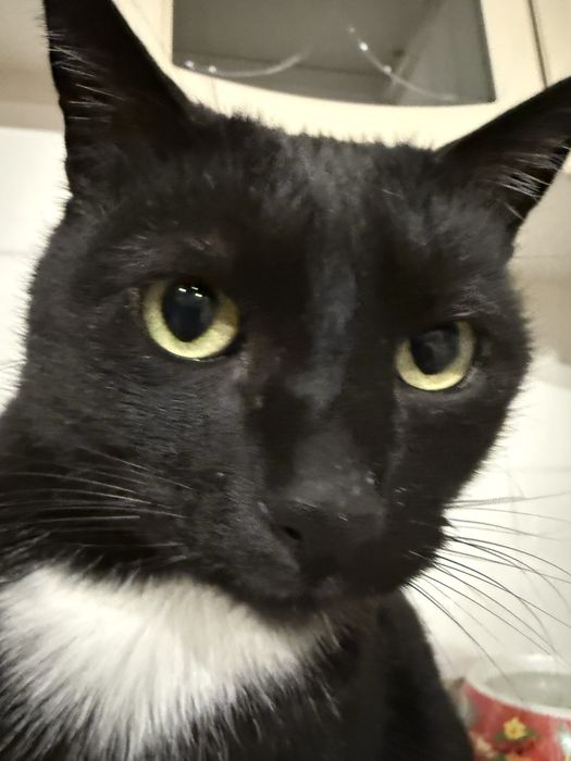 Отдам кота 5 лет