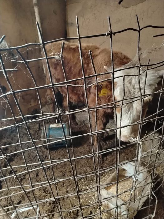 Продам полторашка бычок 350.000