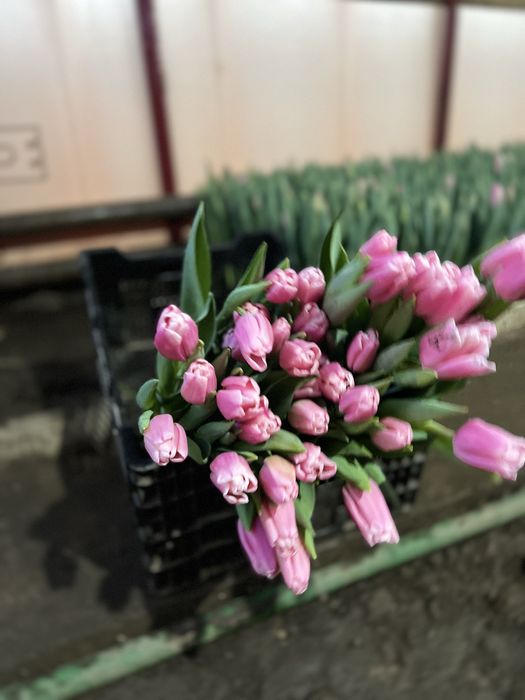 Тюльпаны разных цветов