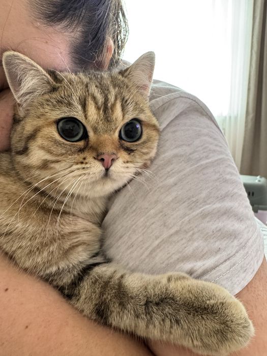 Продам британского котика