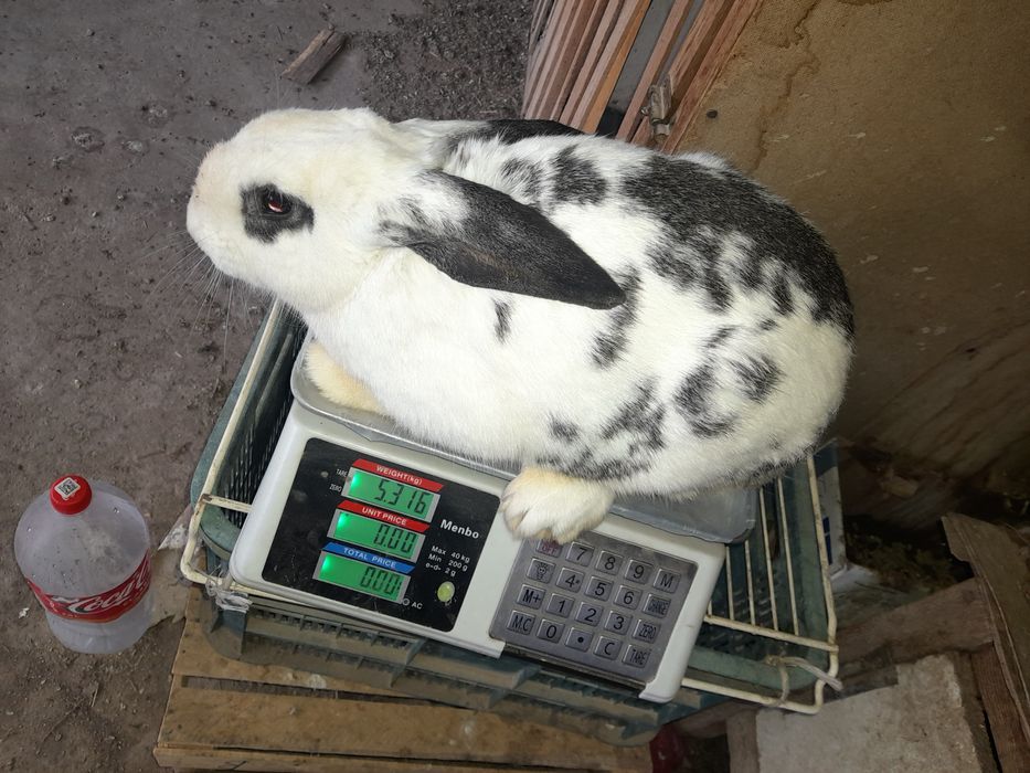 Quyon erkak 400min kelishamiz