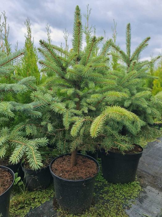 Lichidare STOC Brazi argintii 80 - 100 cm - 129 lei/buc (TVA inclus)