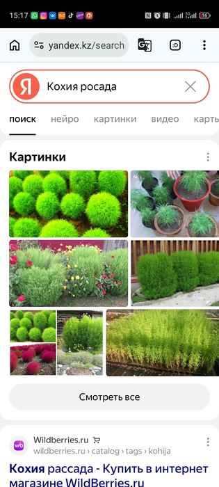 Кохия продам 200 шт или обменяю на цветы уличные