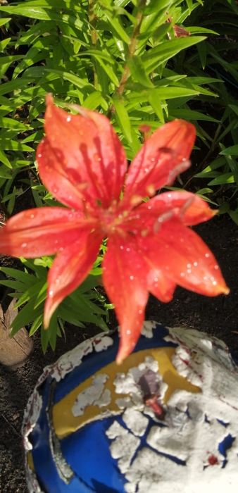 Продам дачу в садовом обществе Горизонт Горизонт