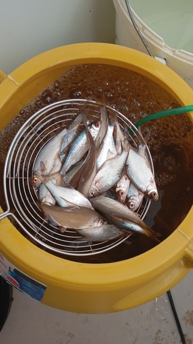 Живец малька сорги и чебака