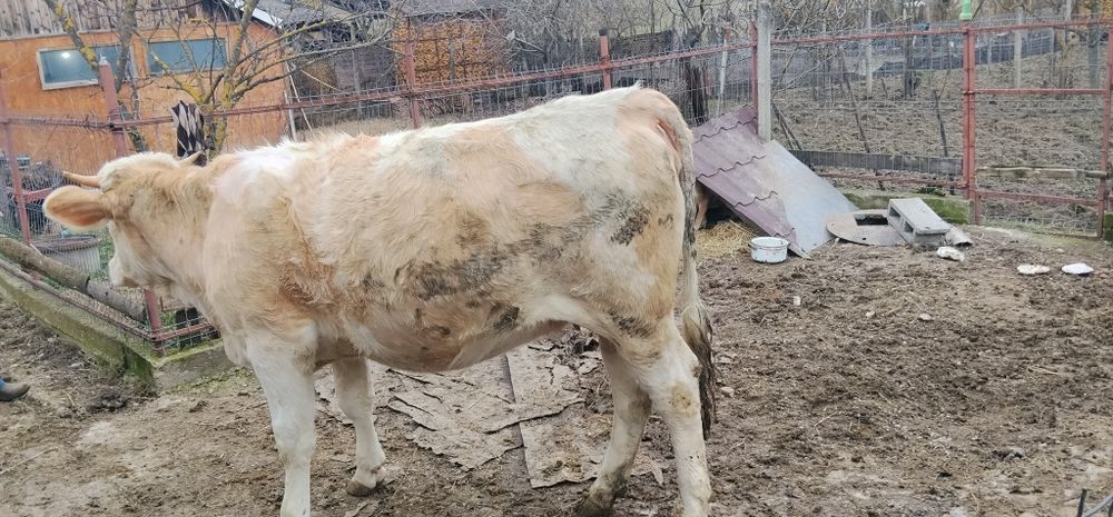 Vând junincă montată de 8 luni