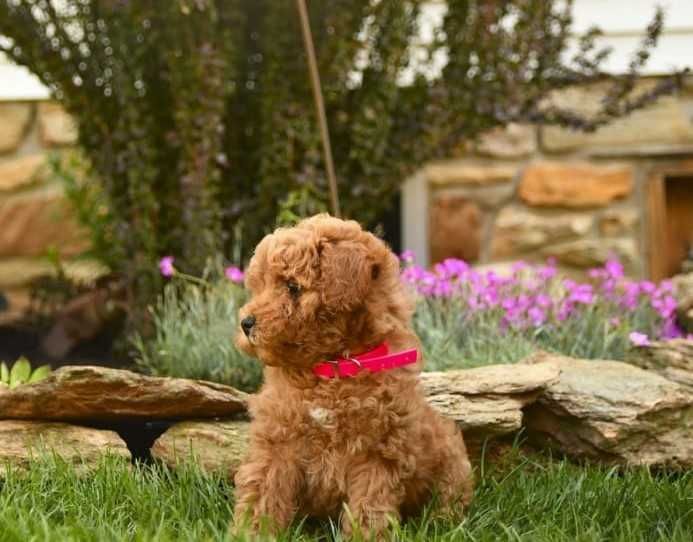 Maltipoo red de vanzare deosebit de elegant/transport