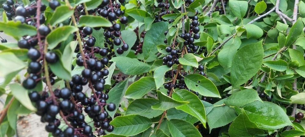 Черемуха куст отдам