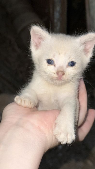 Котята ищут дом